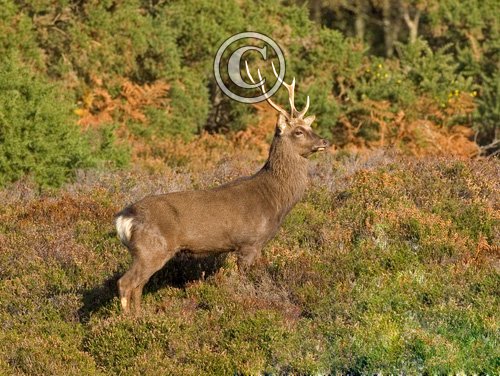 Sika Deer Stag DM0128